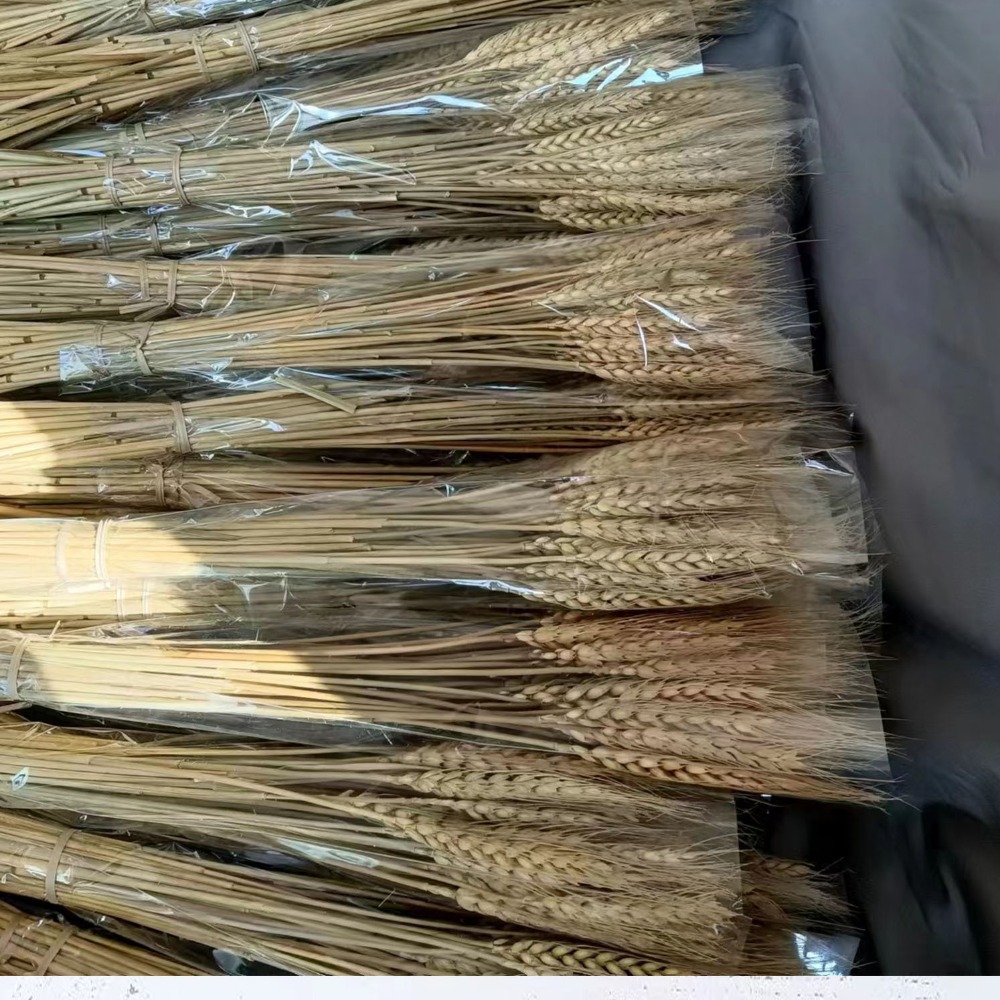 Dried Flower Bulk - 50pcs Bunga Buatan Batang Gandum Kering
