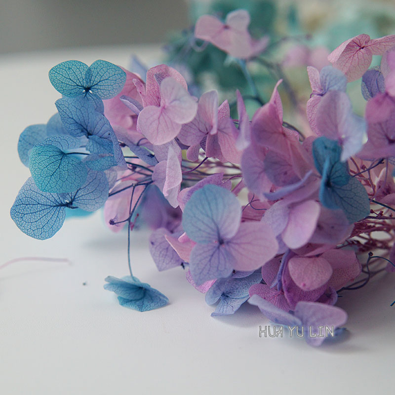 Dried Flower Bulk - Bunga Hydrangea Kering Bergradasi Ombre, Bunga